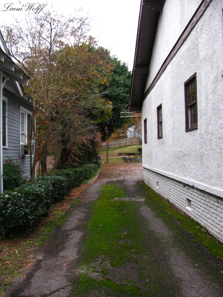 Moss-Covered path