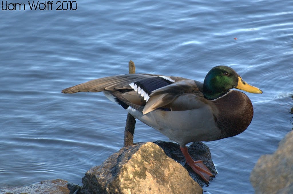 Youre a Quack! (Mallard - Anas platyrhynchos)