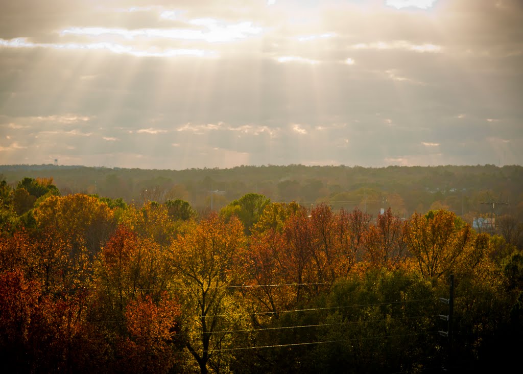 The Colors of a Late, North Augusta November