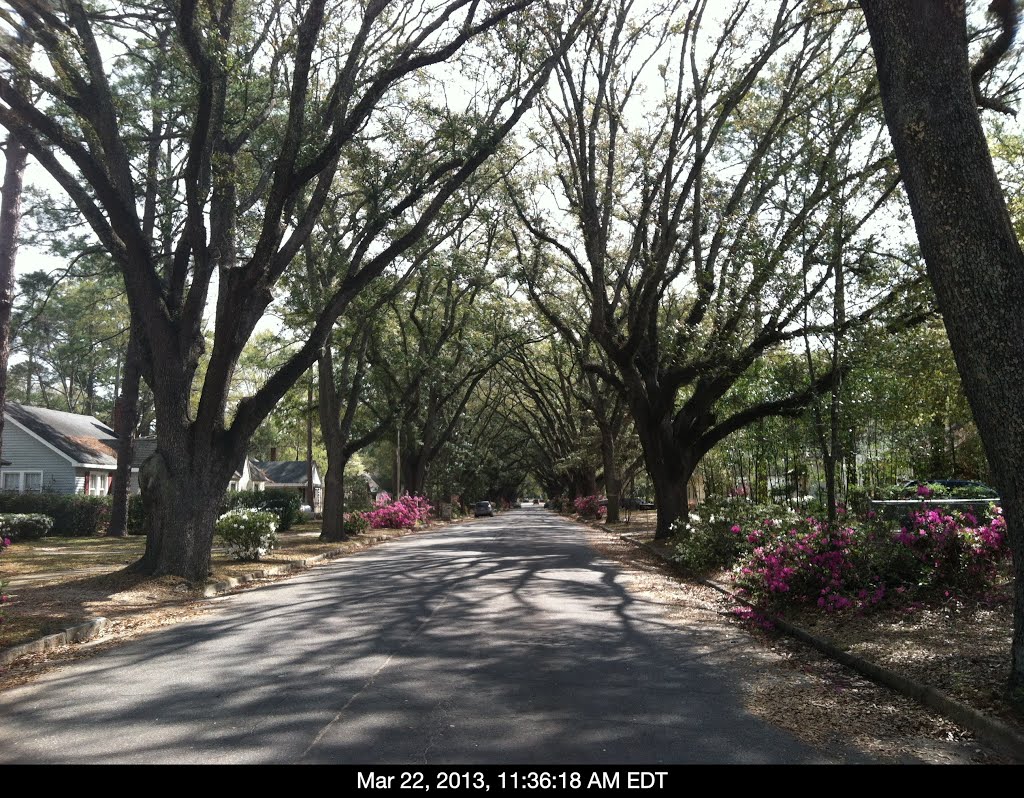 Tree Lined Rosedale Road, Albany, GA