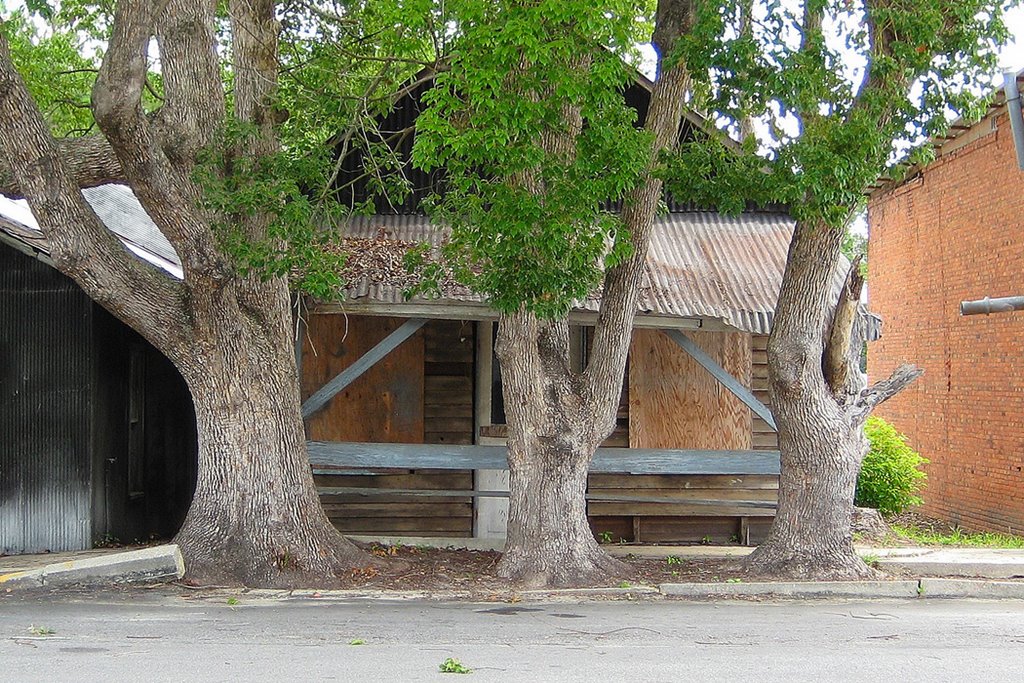 We Three Trees