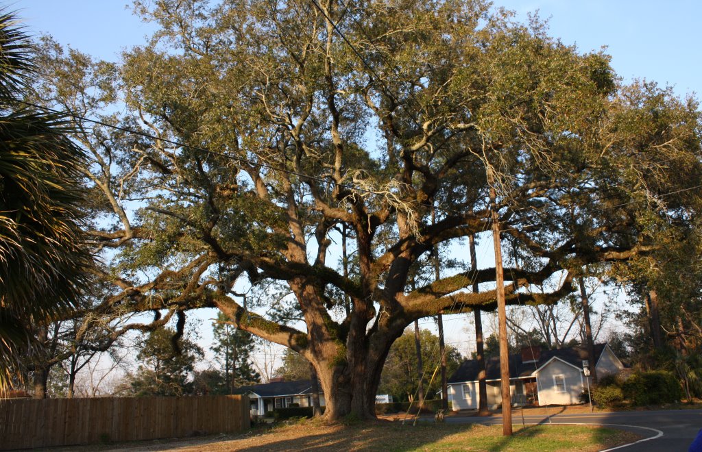 Pavos 200 Year Old Live Oak