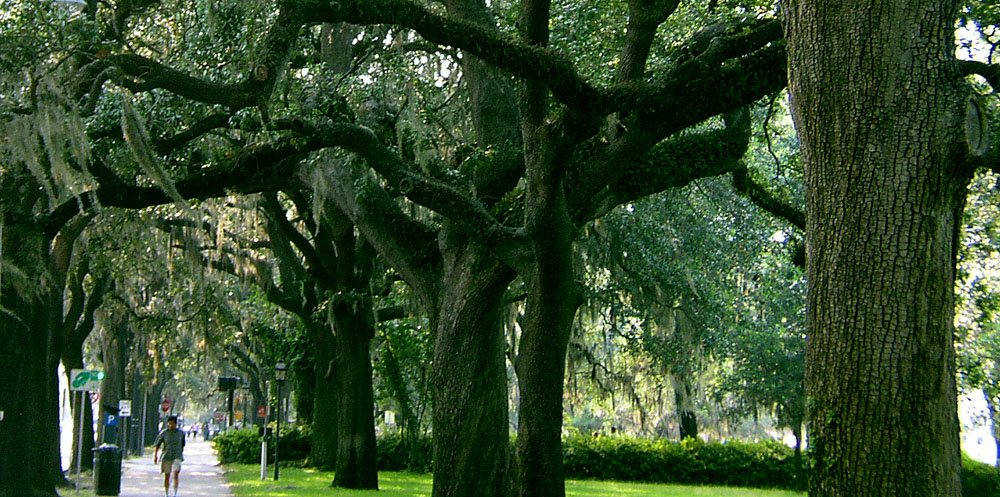 Trees on street, Savannah, GA