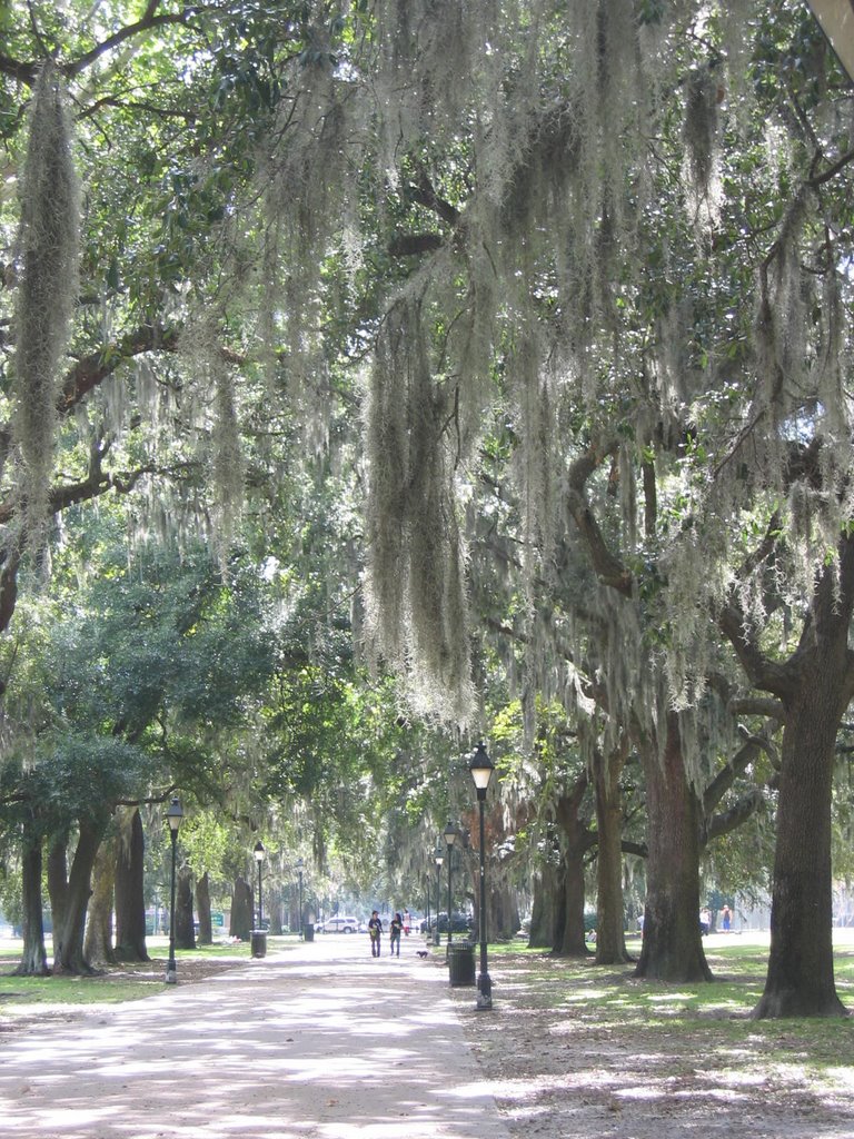 Spanish Moss covered trees