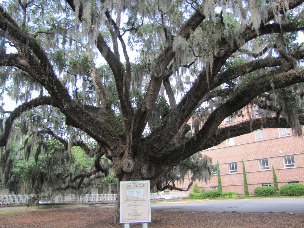 an ancient Oak Tree, Savannah, Georgia