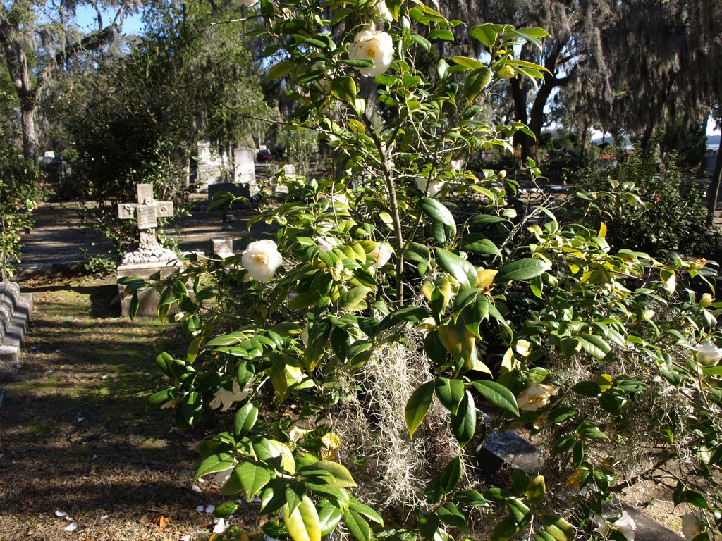 Bonaventure Cemetery in Savannah