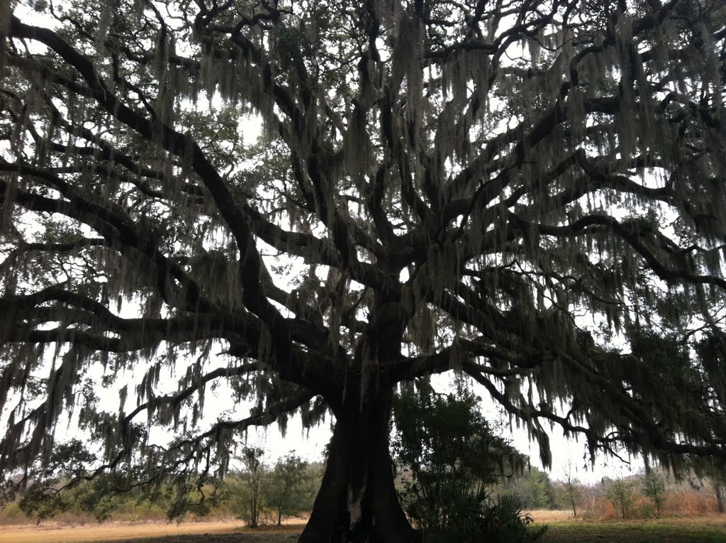Oak Tree