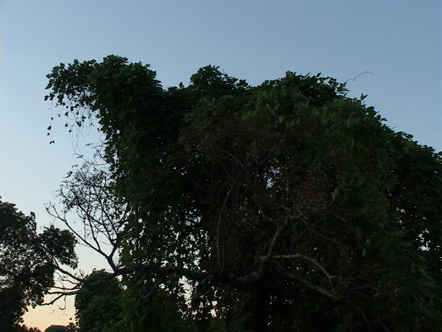 Kudzuasaurus