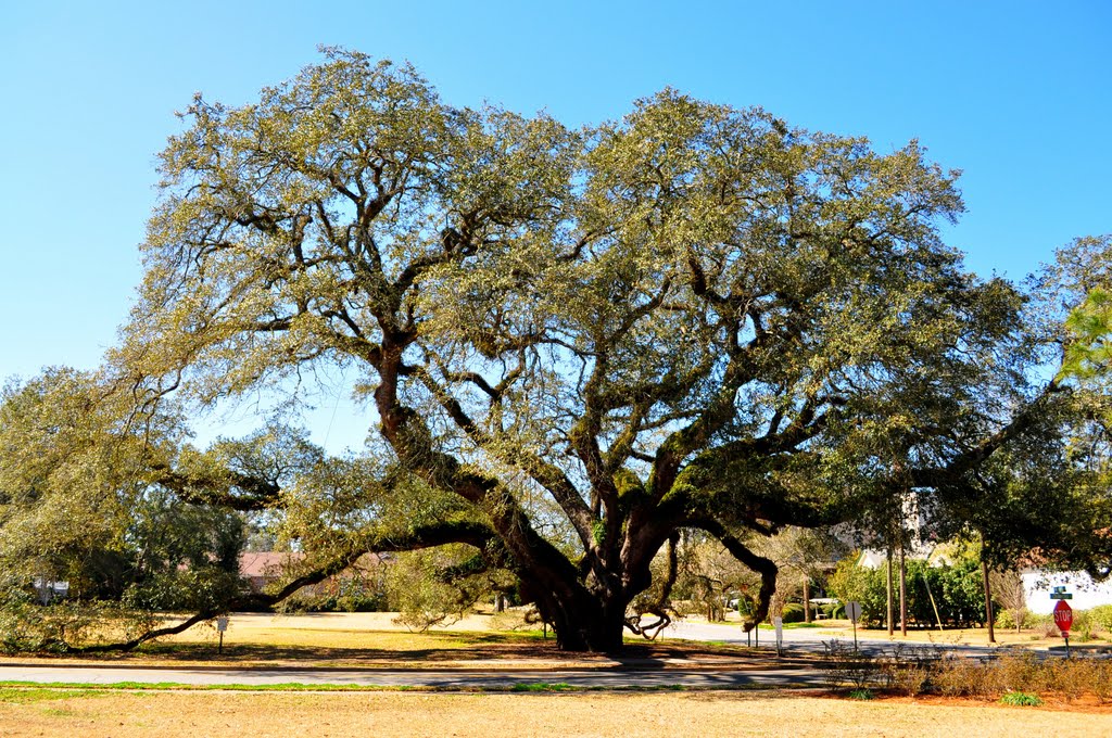 The Big Oak