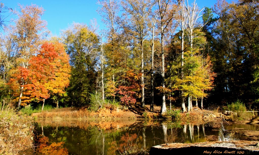 Faithful reflections of Autumn wander along Tobbler Creek.