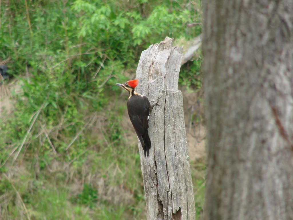 Pileated Woodpecker by Little Tennessee River © All Rights Reserved