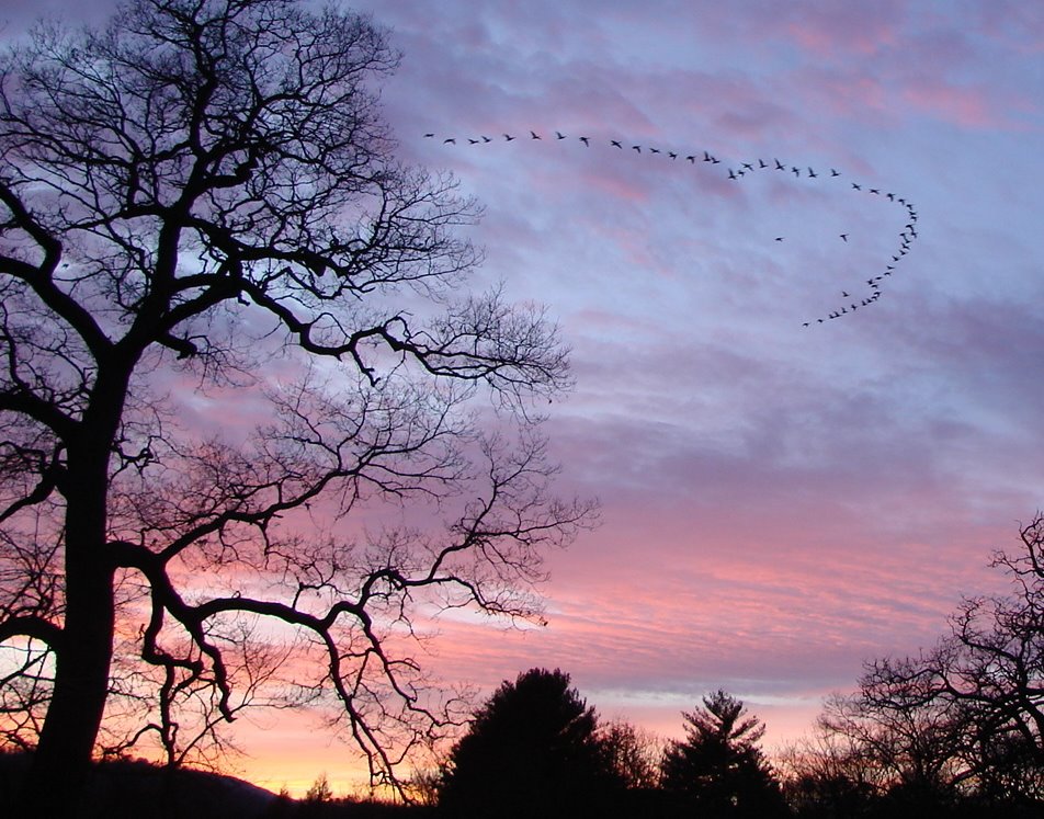fifty-five Canada Geese in V formation fly by filigree trees in Franklin ... © All Rights Reserved