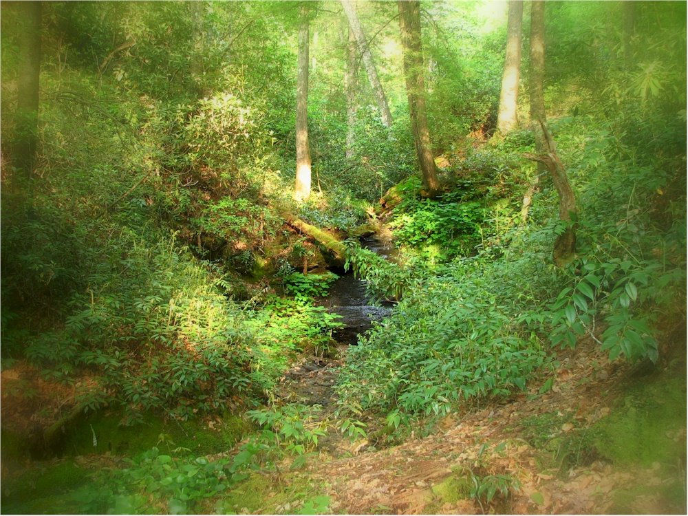 The Dell by the Trail