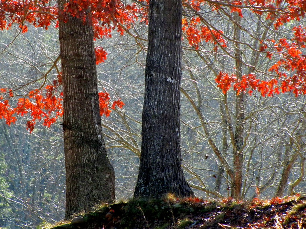 November Oak (i)