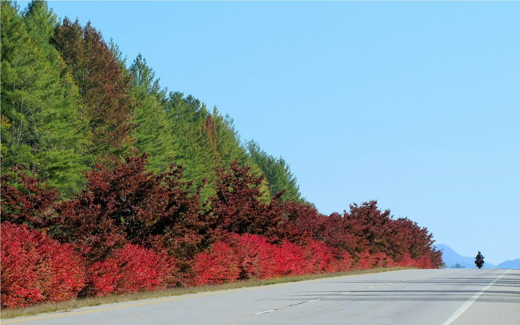 Merle Dryman Parkway In Autumn ... © All Rights Reserved
