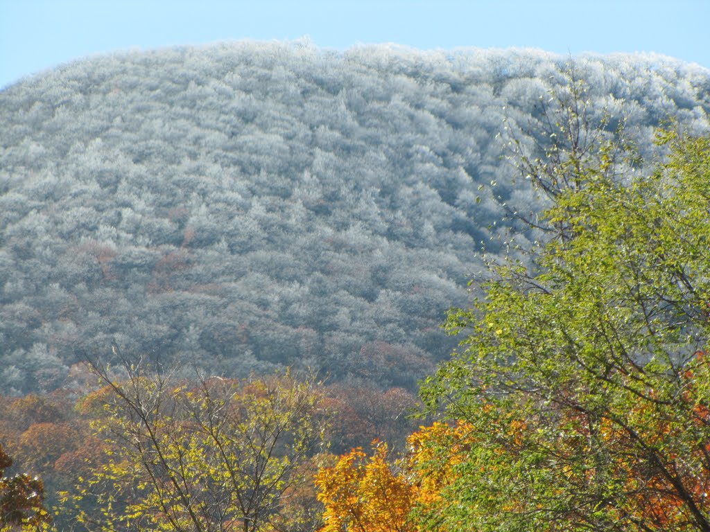 white blanket of frost, Blue Ridge Mountains..North Georgia , near Blairsville , Ga.   late October, 2011