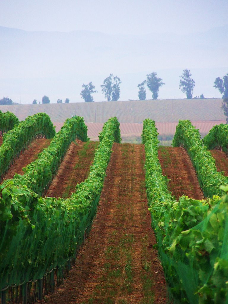 Addamos Vineyard, Orcutt, CA