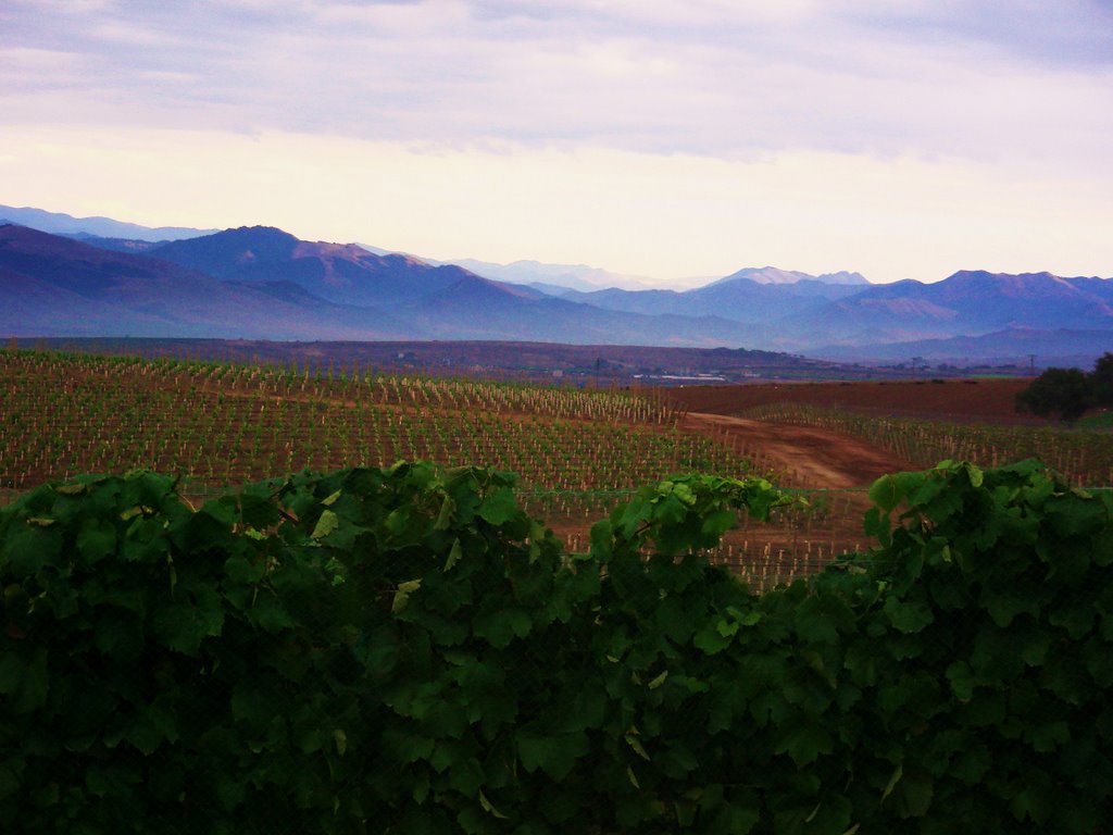 Addamos Vineyard, Orcutt, CA