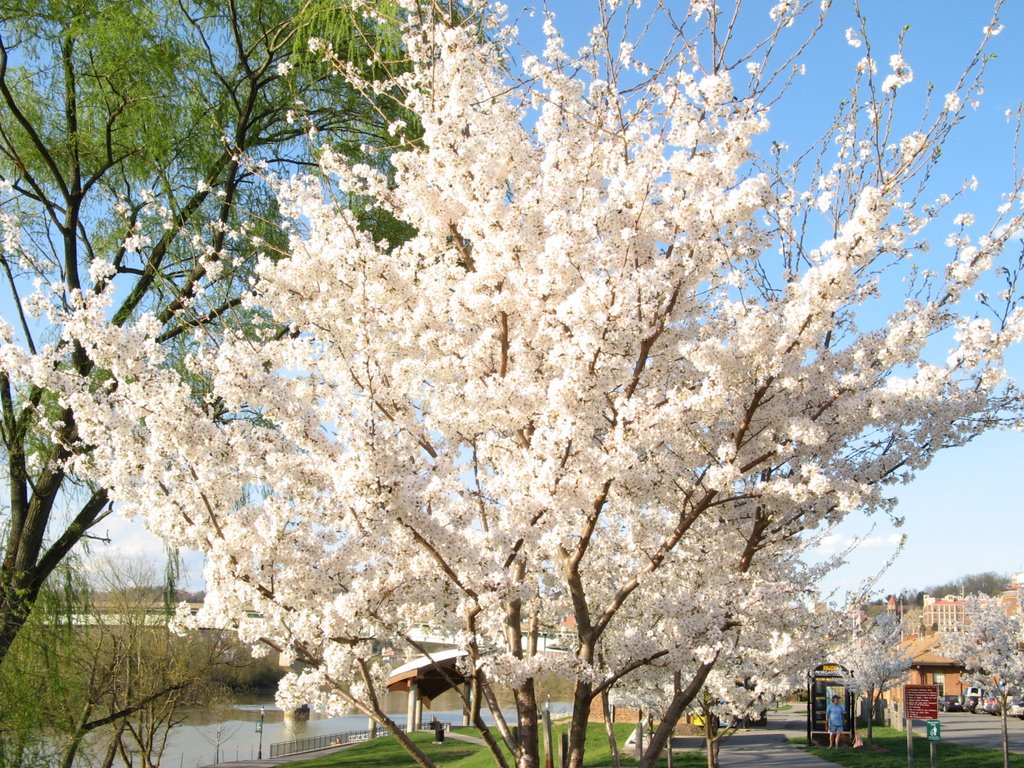 Sakura on the Morgantown River trail
