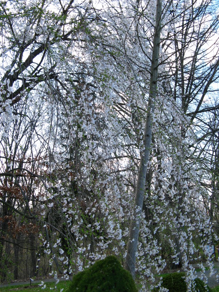 WVU Arboretum