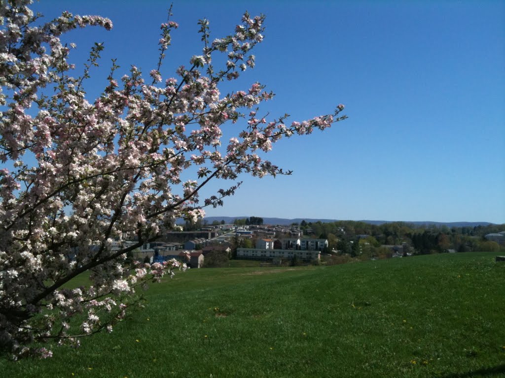 Law Hill