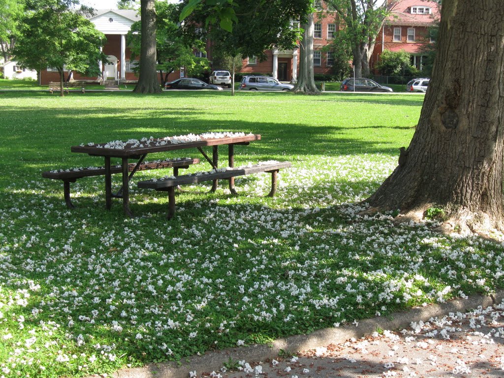 Catalpa Blossoms w/Squirrel