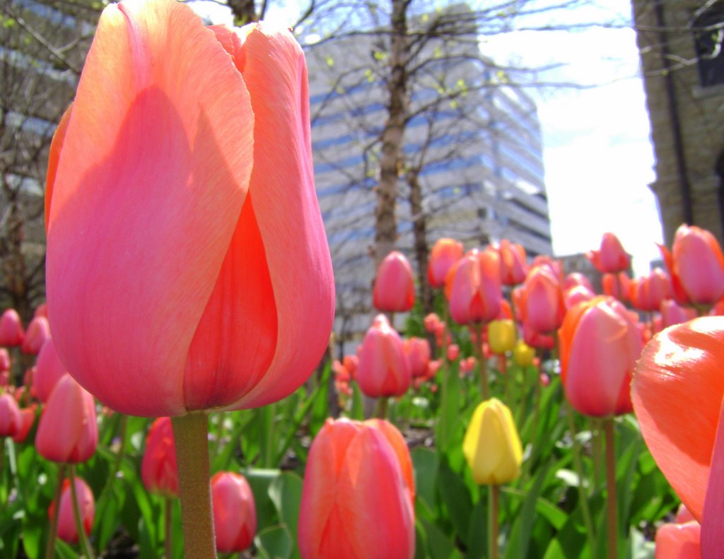 Courthouse Tulips in the Sun