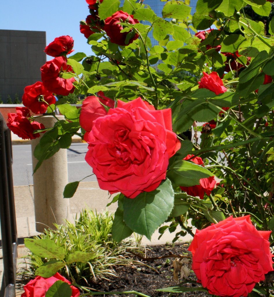Urban Flora
