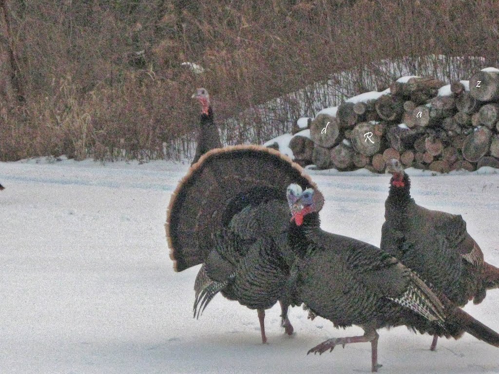 Thank god thanksgiving is over!