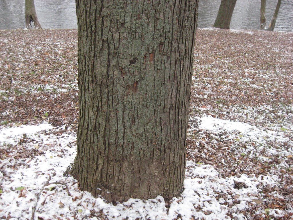 Tree trunk close up