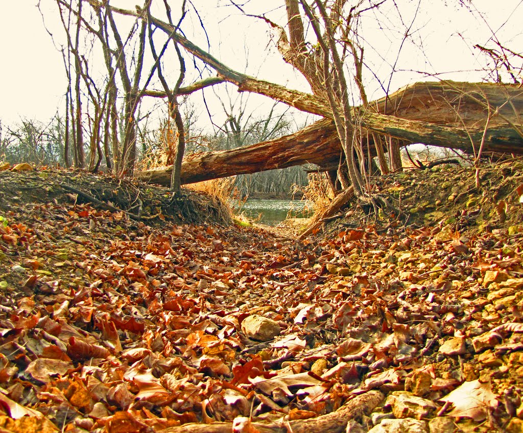 Dry Streambed