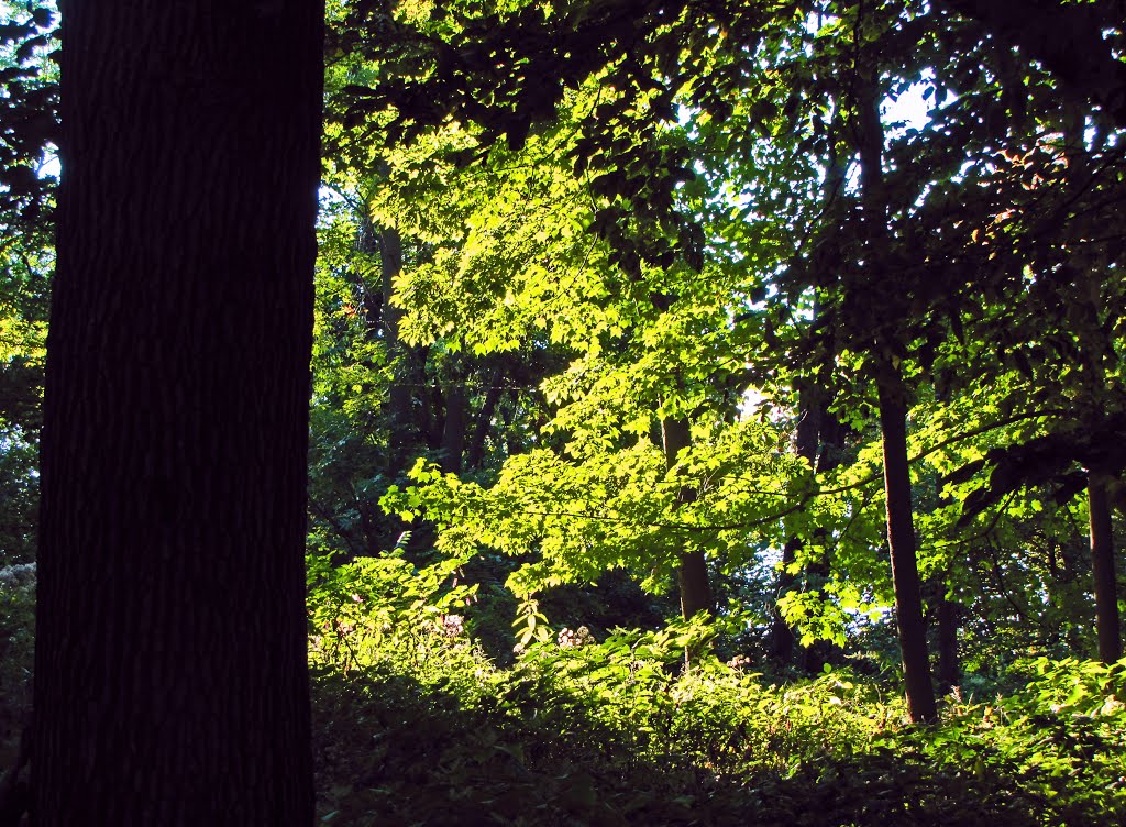 Midwest Forest