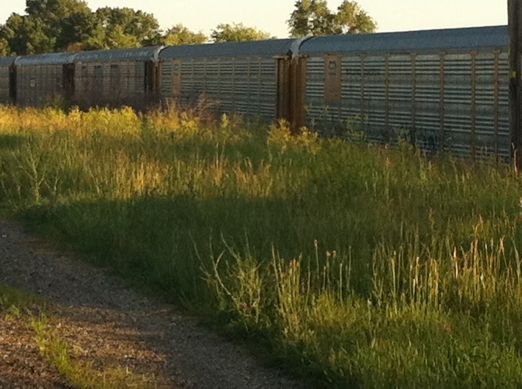 Abandoned train cars