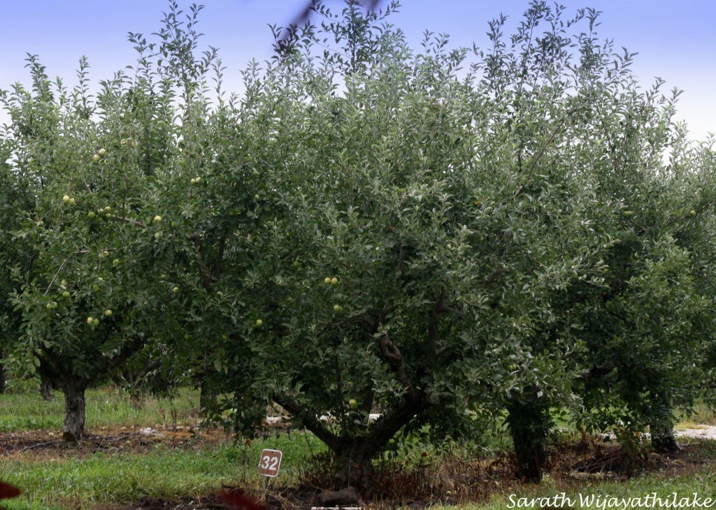 Curtis Orchard,Apple trees. Champaign IL, USA