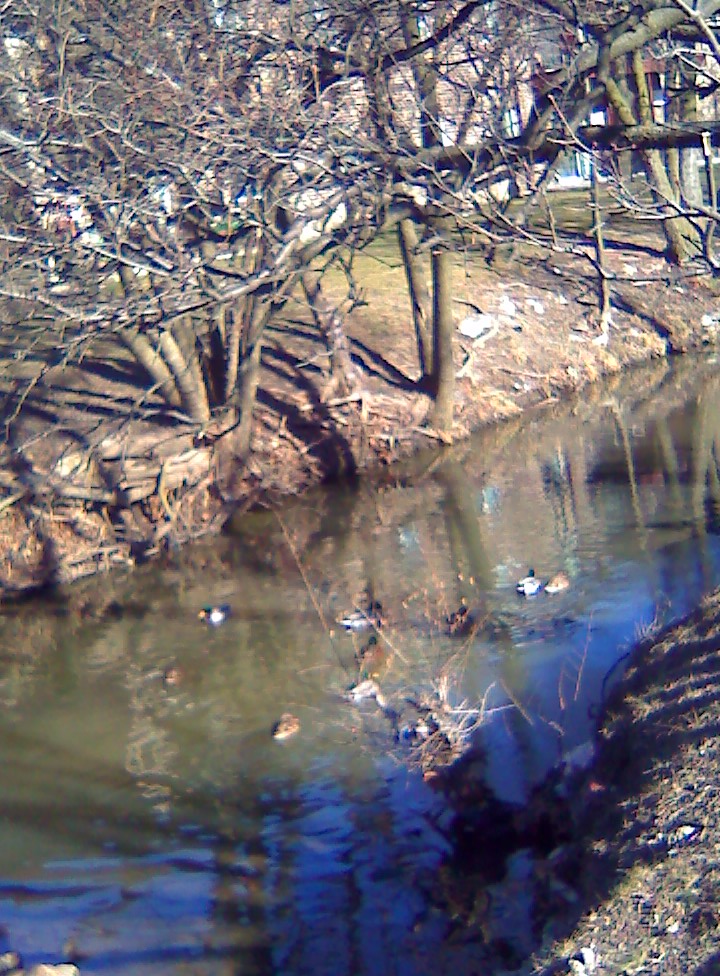 Stream in Motion