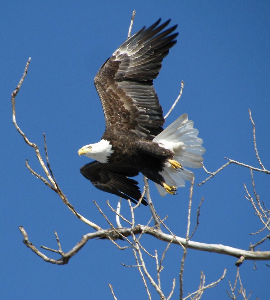 Bald Eagle Taking Off