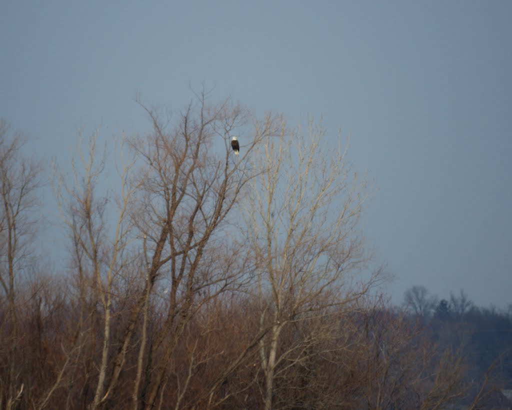 This large eagle watches from a very high perch.