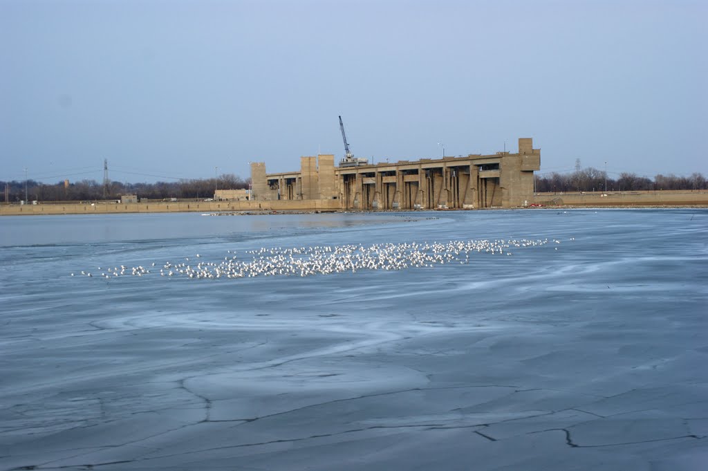 Hundreds of gulls gather near the Melvin Price Locks and Dam on the icy Alton Slough