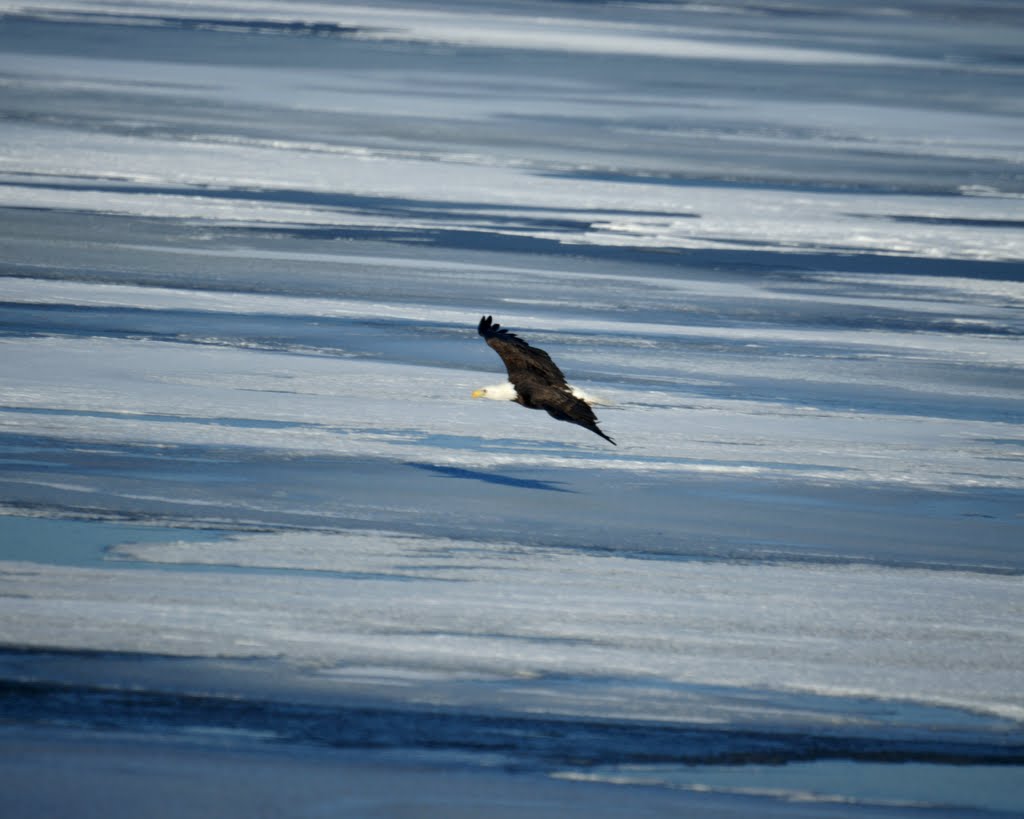 Here comes mom in for her portion of the catch.