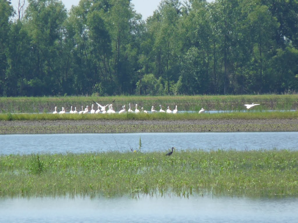 Columbia Bottoms Conservation at the Confluence