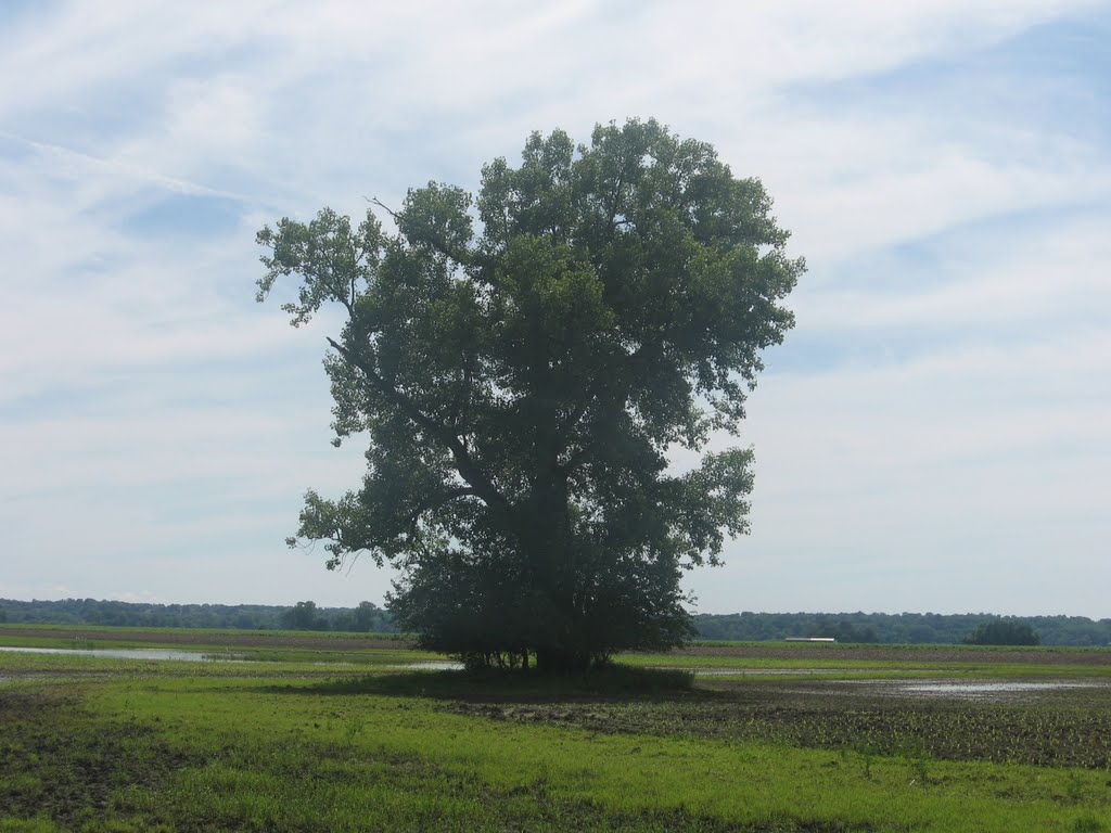 Lonely Tree