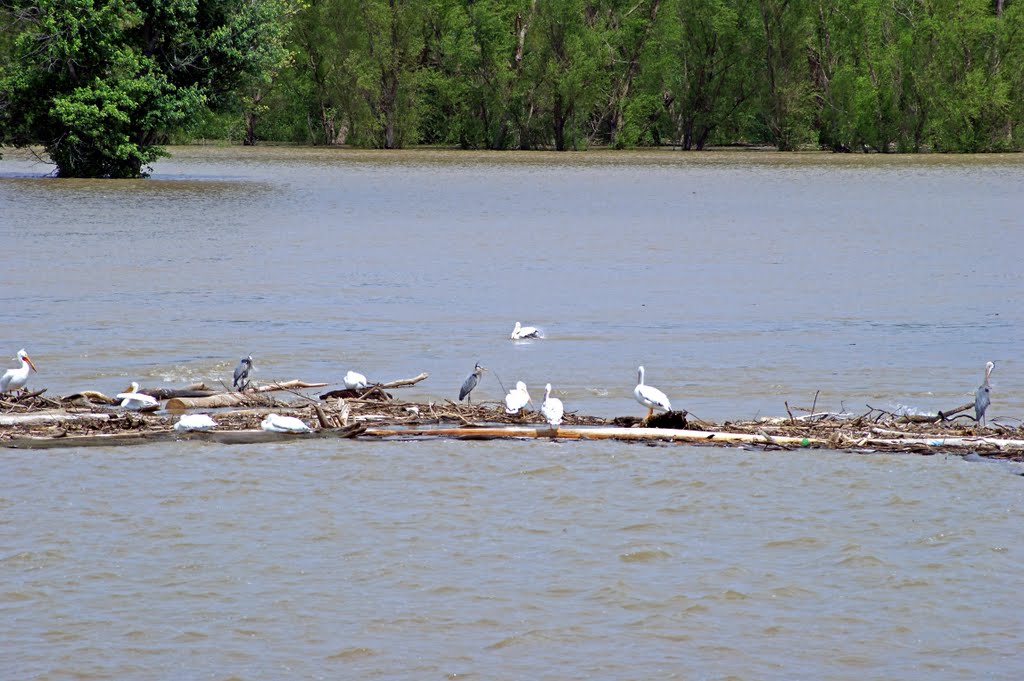Pelicans, Great Blue Herons, Gulls And Other Water Fowl Hang Out Together Stuffing Themselves With Fish. 5/18/2010.