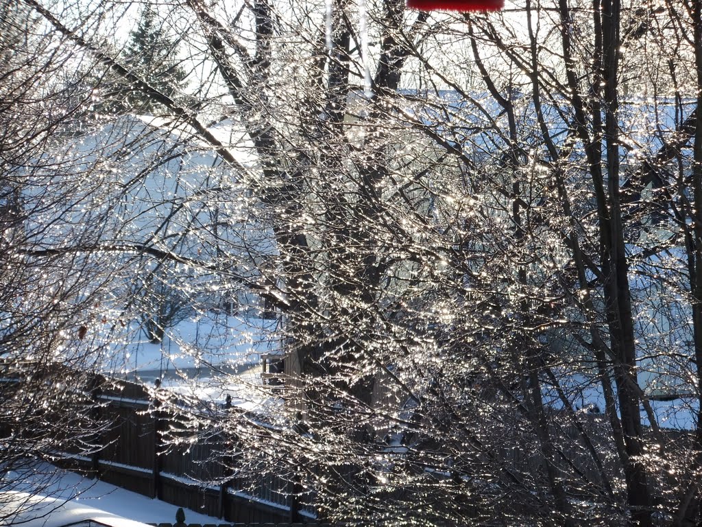 ICE COVERED TREES