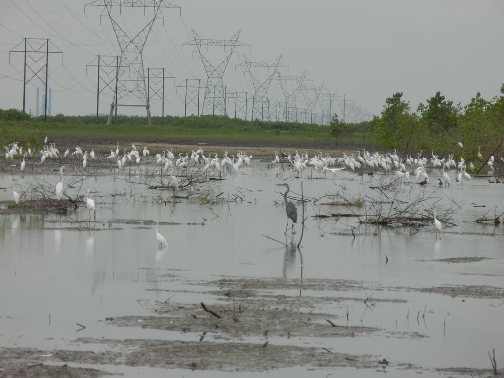 Egrets and Heron at Columbia Bottoms near Confluence