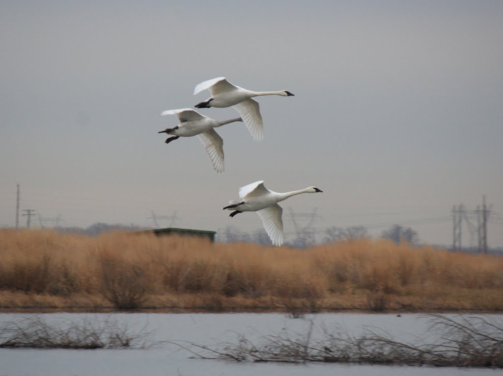 Trumpeter Swans