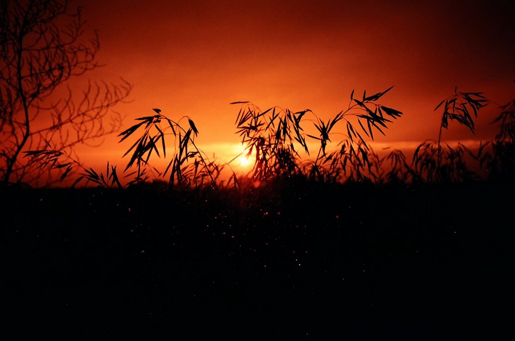 Sunset in Vermilion County, IL