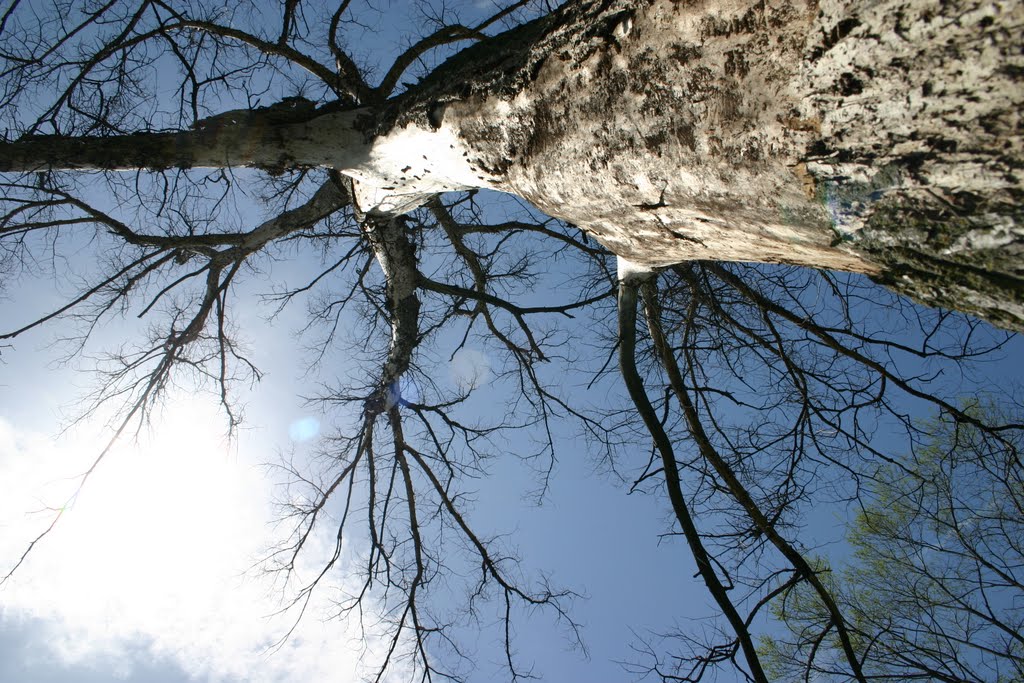 Roots to the sky