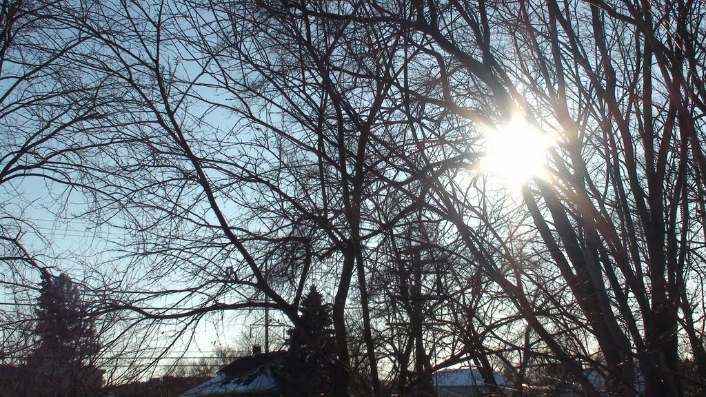 Backyard sunshine