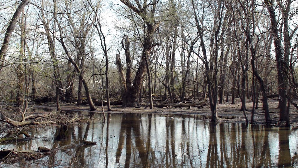 Pond in the woods