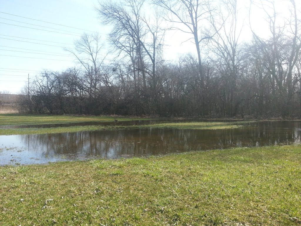 Ducks in the pond